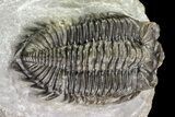 Coltraneia Trilobite Fossil - Huge Faceted Eyes #75453-2